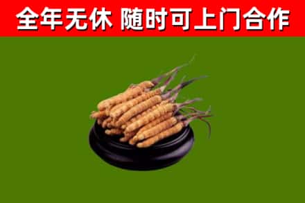 殷都回收散虫草