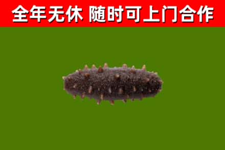 殷都烟酒回收干海参.jpg